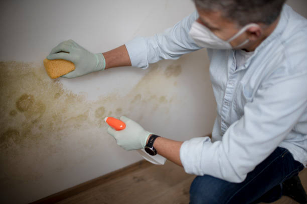 Best Commercial Mold Removal  in Plains, MT