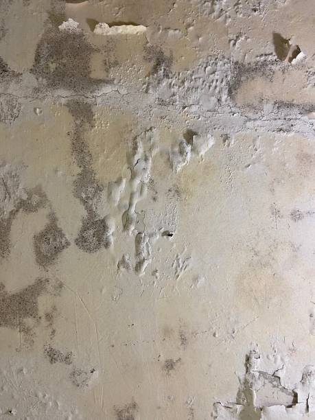 Best Best Mold Removal Companies  in Plains, MT