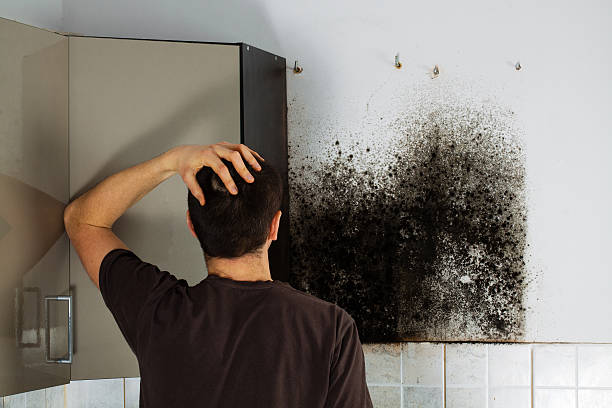 Best Mold Testing  in Plains, MT