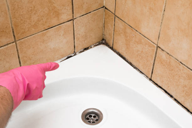 Best Local Mold Removal Service  in Plains, MT